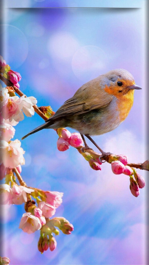 птицы весной