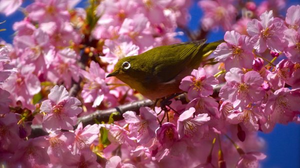 сакура японские белоглазки