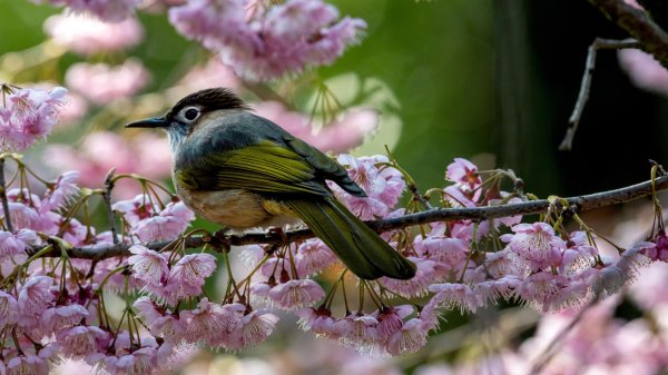 сакура японские белоглазки