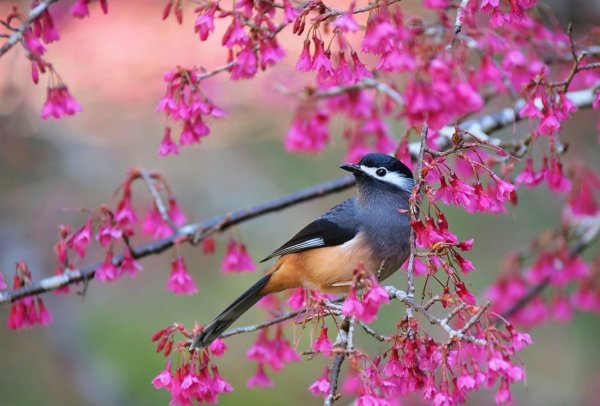 красивая птица