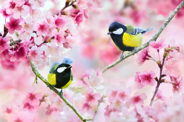 красивая птица