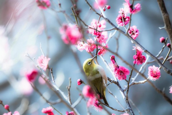 японская белоглазка