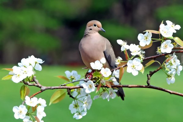 природа птицы