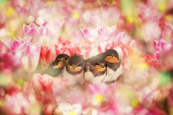 стриж птенец желторотик