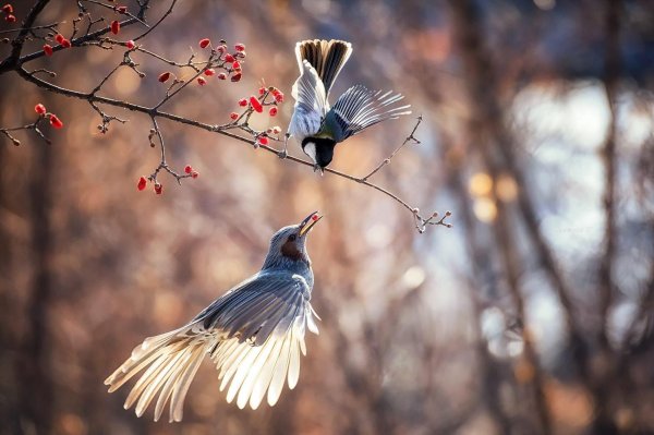 красота птиц