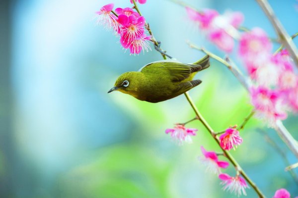 японская белоглазка