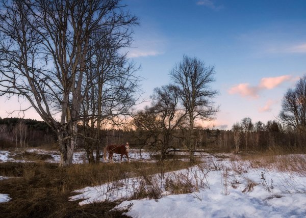 лошади зима