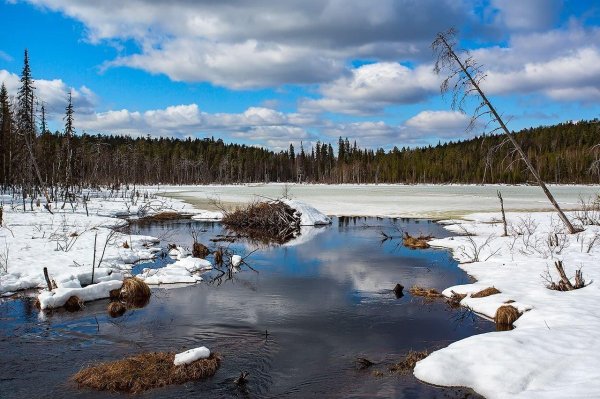 тайга хмао весной