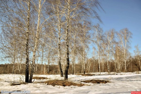 береза весной