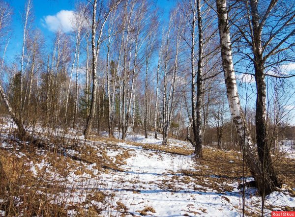 апрельские проталины