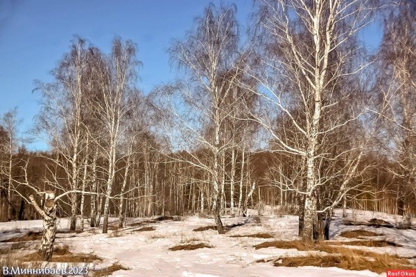 береза весной