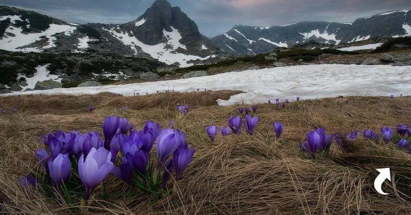 долина крокусов домбай