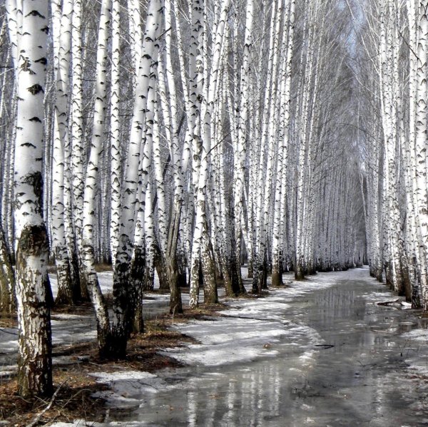 Ранняя весна пейзажи