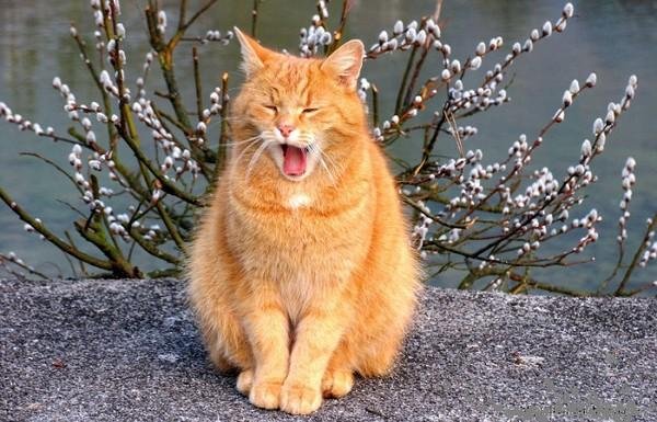 первые дни весны