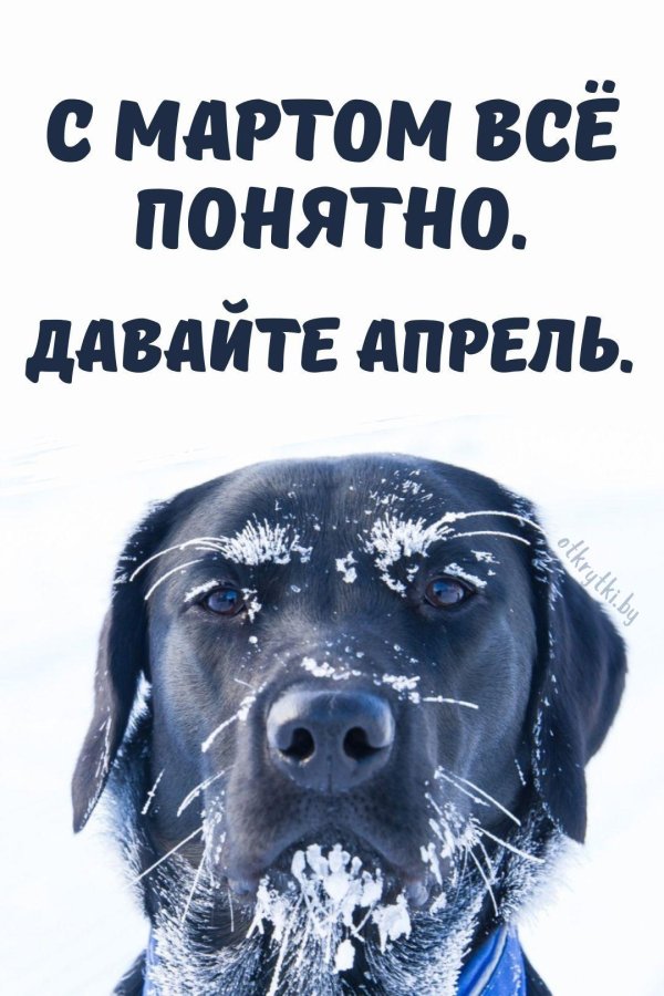 собака морда