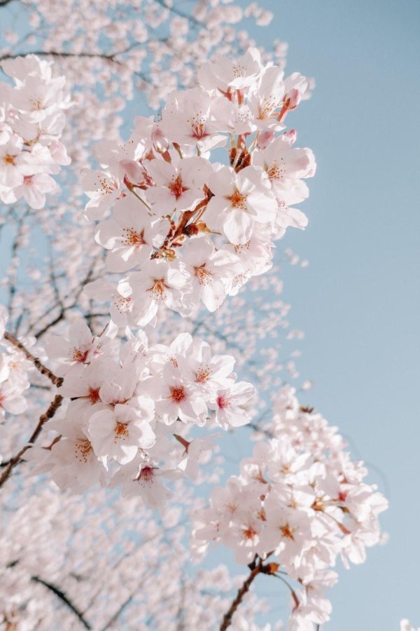 цветущее дерево