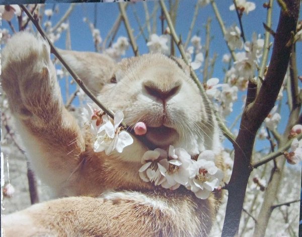 животные весной