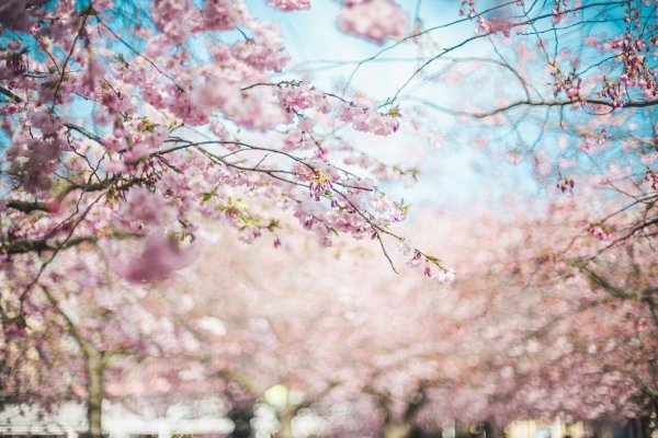 цветение сакуры