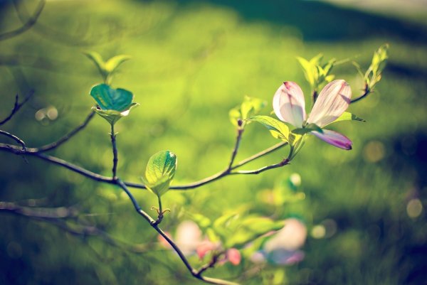 ветки магнолии