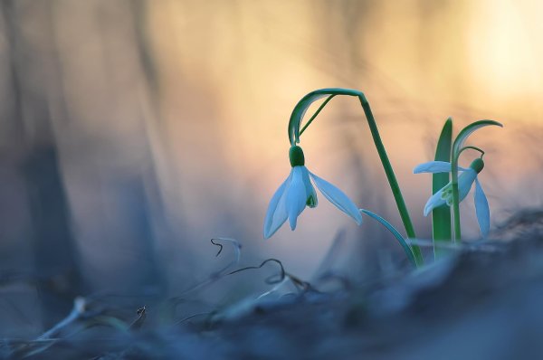 голубой подснежник