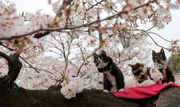 кошки весной