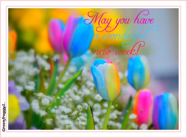 радужный тюльпан