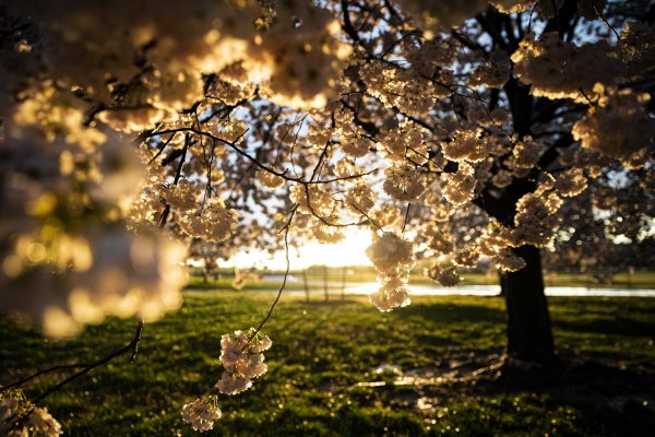 красивые фотографии весны