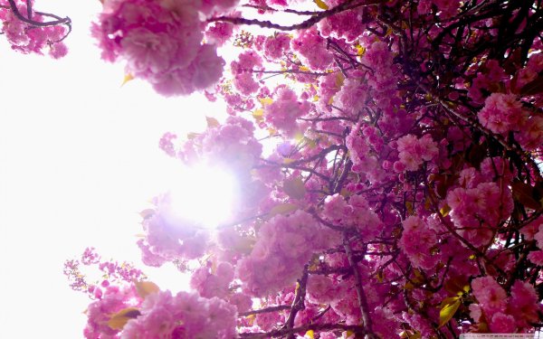 цветущие деревья