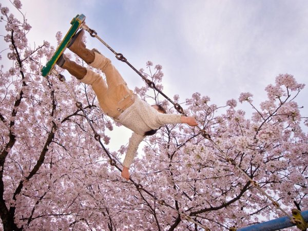 япония цветение сакуры