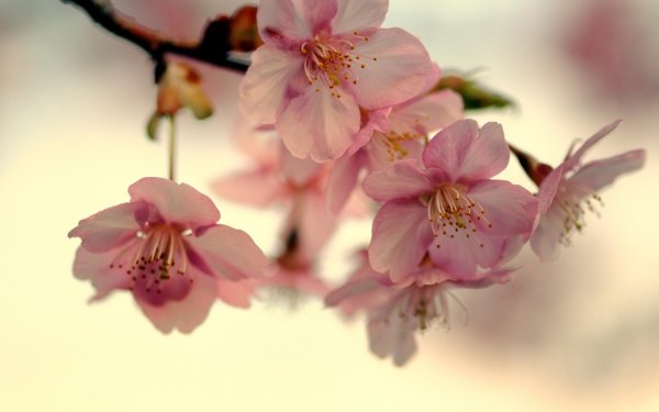 черри блоссом цветок