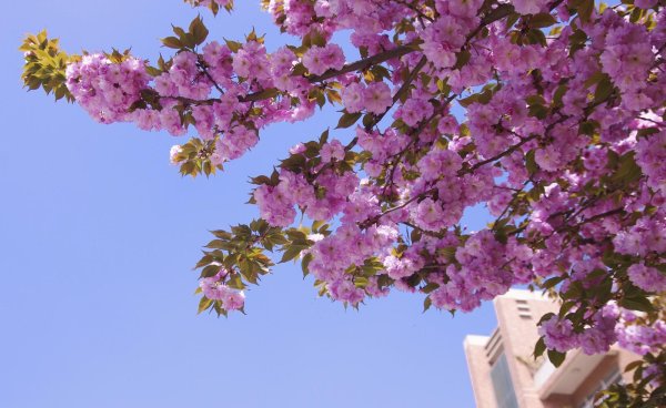 цветущее дерево