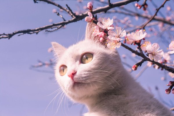 странная весна