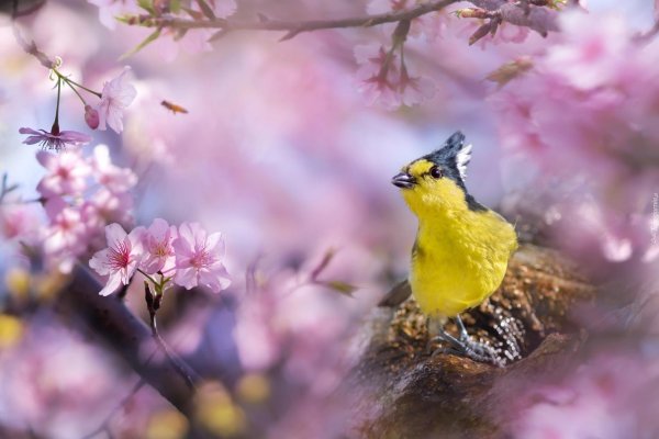 тайваньская желтая синица