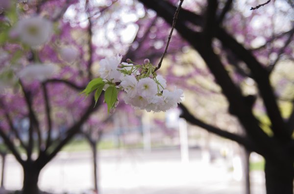 вишня шоколадница цветение