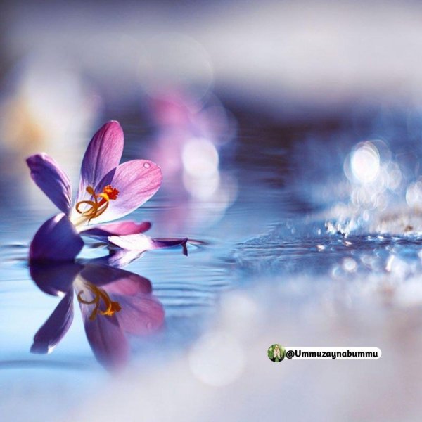 флорчек барбара