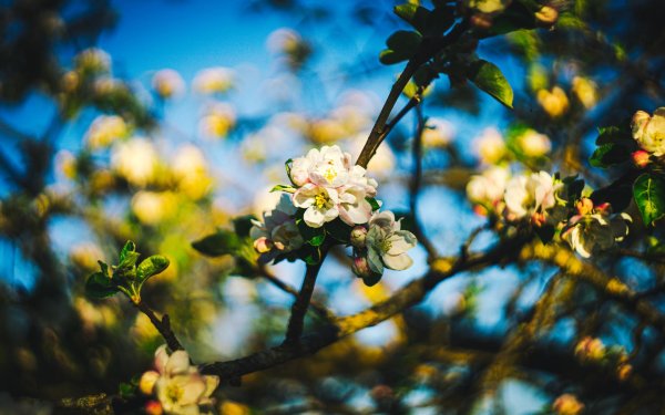 яблоня весной