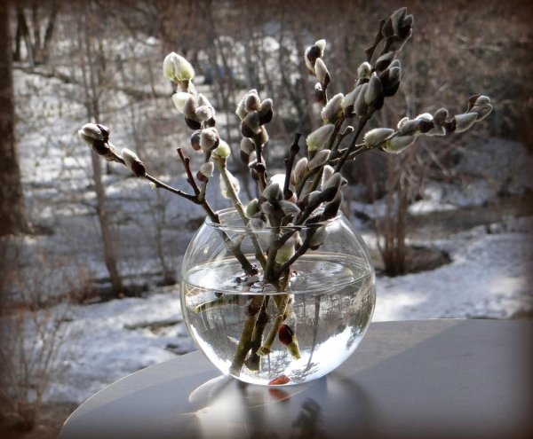 веточка вербы