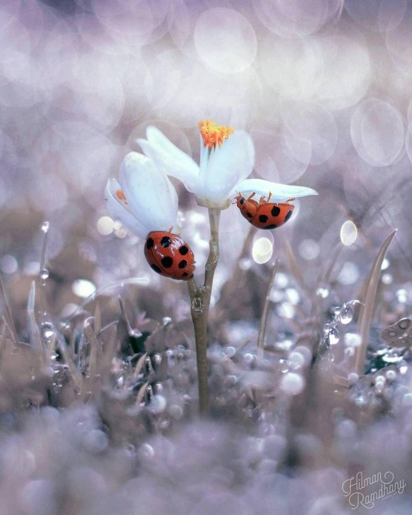 коровка божья