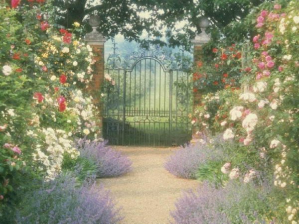 английский сад розарий