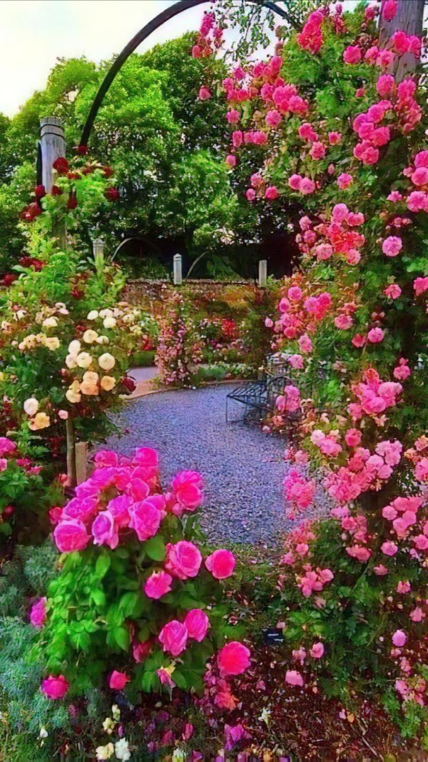 плетистые розы розариум ютерсен