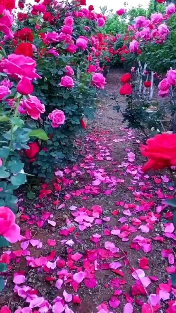 розы клумба