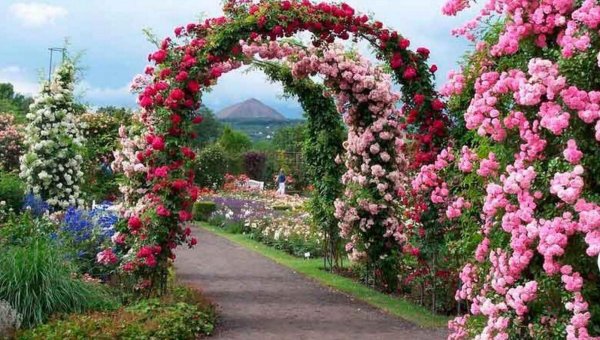 арка из розы плетистой