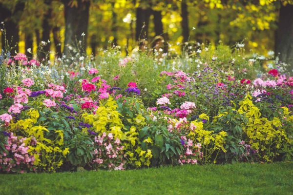клумба флоксы астильба хризантемы