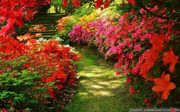 сады бутчартов розарий