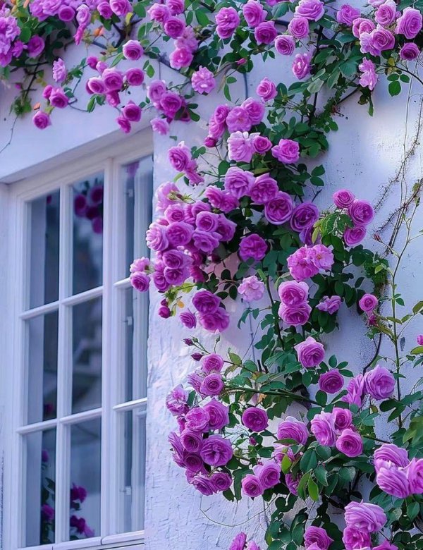 плетистые розы