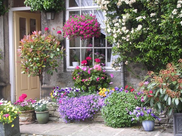 петуния ампельная вертикальное озеленение