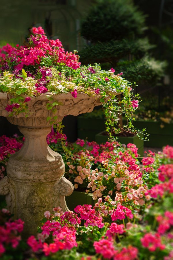 хитсад вазоны