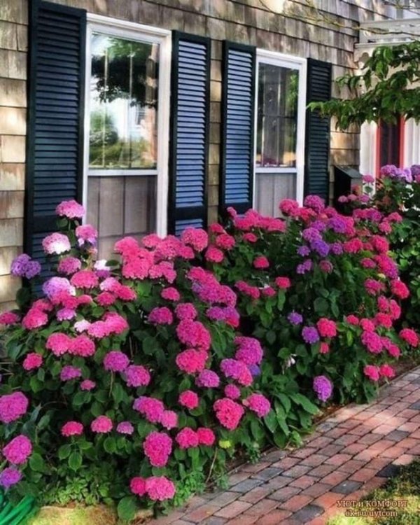 гортензии садовые