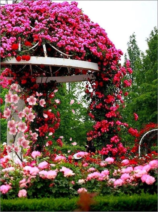 арка из роз