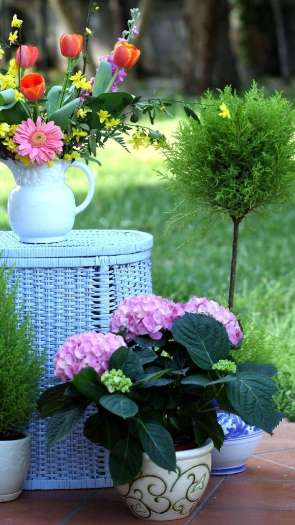 гортензия вазонная